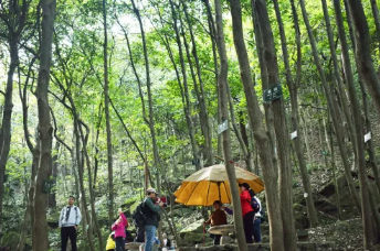 重陽(yáng)登高丨和爸媽一起參加森林打卡趣味挑戰(zhàn)！優(yōu)惠報(bào)名！