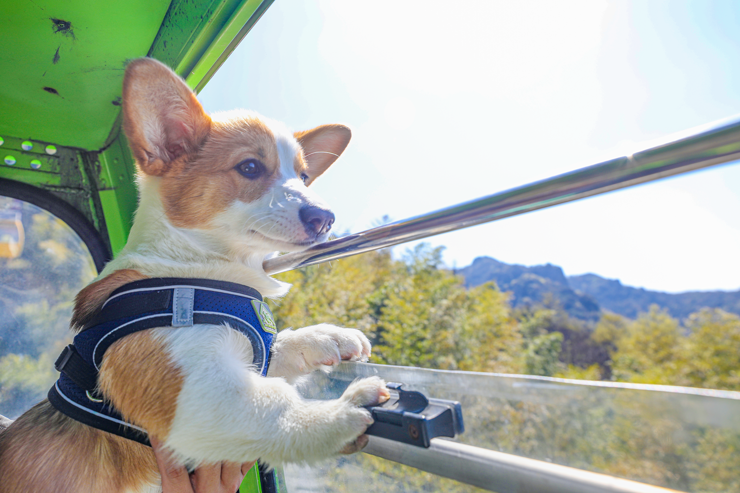 馬仁奇峰第一屆萌犬登山節(jié)，有狗狗的游客有福啦！