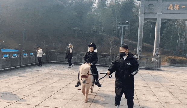 特價(jià)！馬仁周末親子游，爸媽騎車天上飛，萌寶遛馬地上跑！